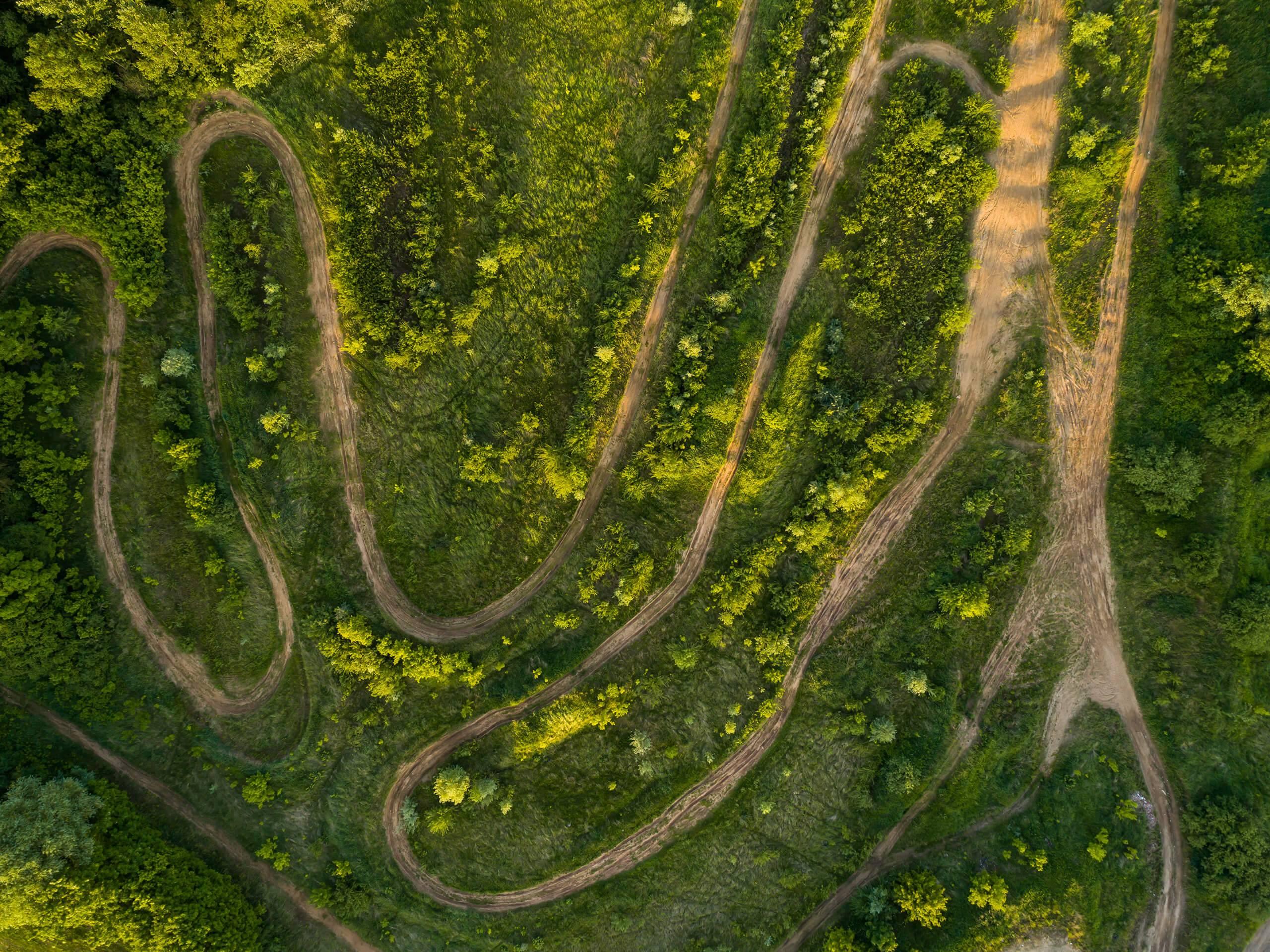 En sandbana i skogen bland massor gröna träd.